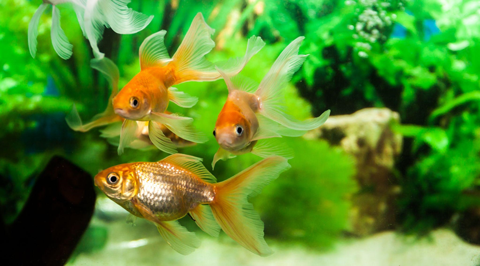 three goldfish swimming in aquarium